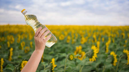 A hand with a bottle of golden sunflower oil raised up against the background of a field of blooming sunflowers in a sunny copy spaceの写真素材