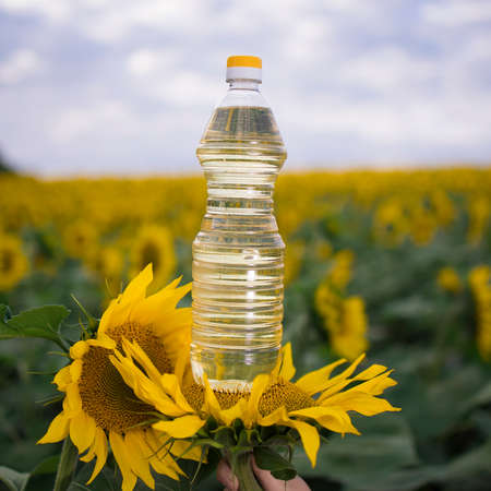 Creative photo of a bottle of golden sunflower oil in a bud against a field of blooming sunflowers in a sunny copy spaceの写真素材