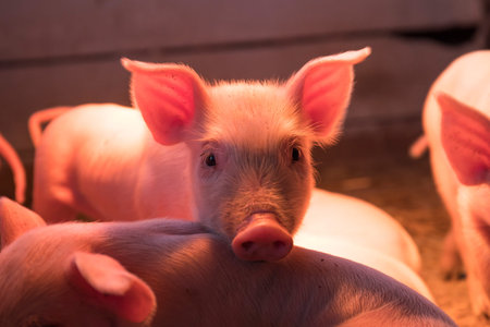 Cute little newborn piglets live in a barn under a lighting lamp