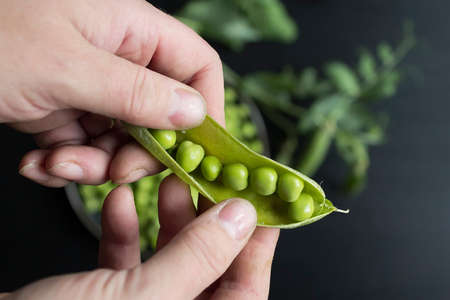 Preparation and processing of harvested homemade organic green peas in pods and shelledの写真素材