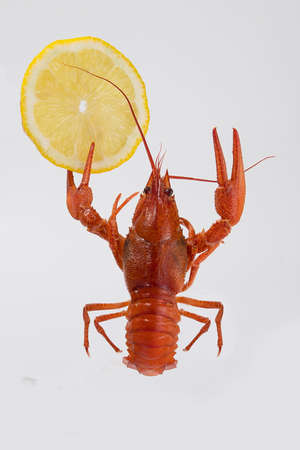 Boiled red crayfish lobsters with lemon in claws, funny photo to use in mockupの写真素材