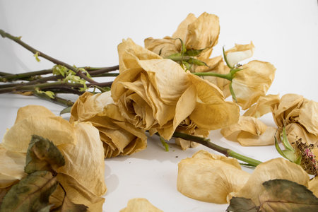Withered bouquet of flowers, red and dry roses on a white background