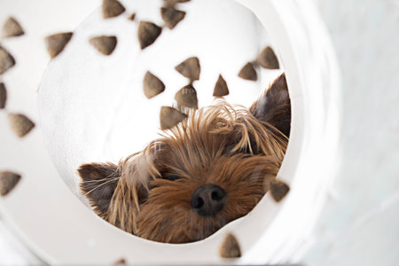 Funny brown domestic dog Yorkshire terrier eats dry food from a bowl, unusual angle from belowの写真素材