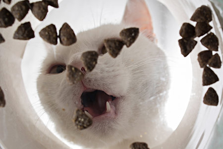Funny white domestic cat eats dry food from a bowl, an unusual angle from belowの写真素材