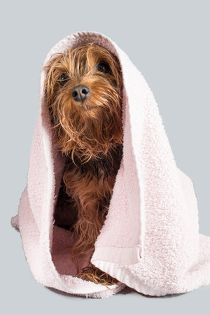 Portrait of a pet yorkshire terrier in the process of bridling and washing with foamの写真素材