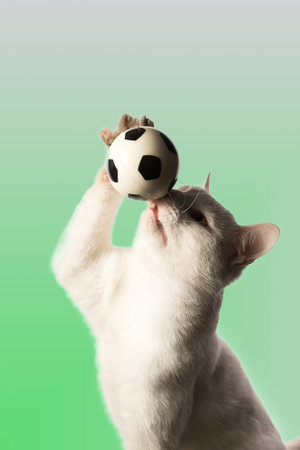 A beautiful white adult cat plays with a toy ball that he tosses and catchesの写真素材