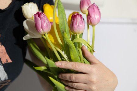 Multi-colored tulips in the hands of a woman in a room illuminated by sunlight. High quality photoの写真素材