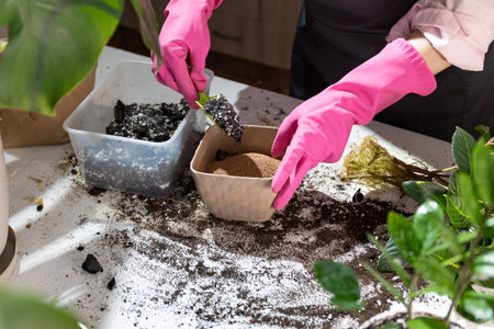 A person in pink gloves is planting a terrestrial plant in a pot, adding a new landscape feature to...