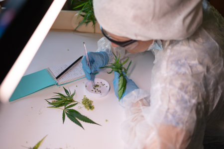 A skilled professional meticulously examining cannabis samples in a carefully controlled laboratory environmentの写真素材