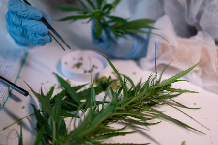 This lab is designed for comprehensive analysis of diverse cannabis research methods and techniquesの写真素材