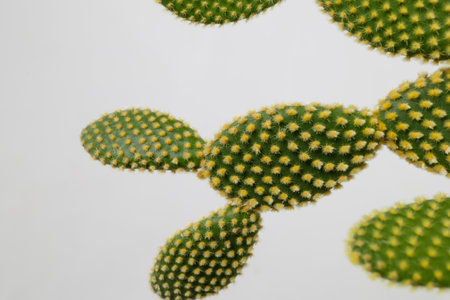 A closeup of a unique cactus, highlighting its vibrant green pads and distinct bright yellow spinesの写真素材