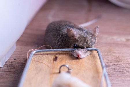 A small mouse is laying helplessly in a mousetrap that is situated on a sturdy wooden floor beneath itの写真素材
