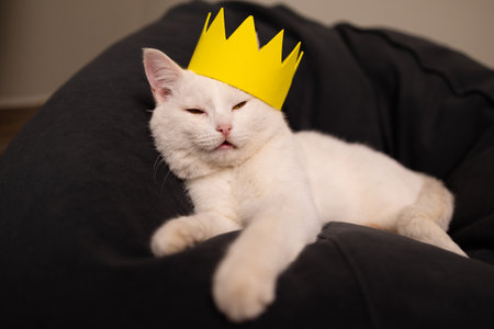 A charming white cat is lounging comfortably with a playful and cute yellow crown adorning its headの写真素材