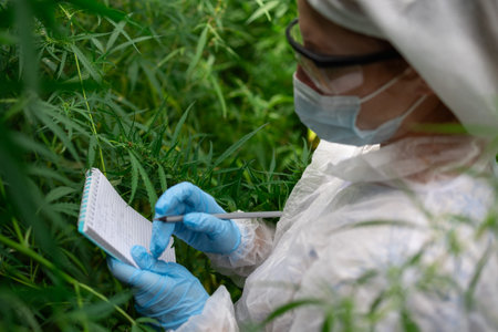 A researcher diligently observes and methodically notes various cannabis plants growing in a...