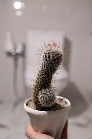 Cactus and toilet bowl.の写真素材
