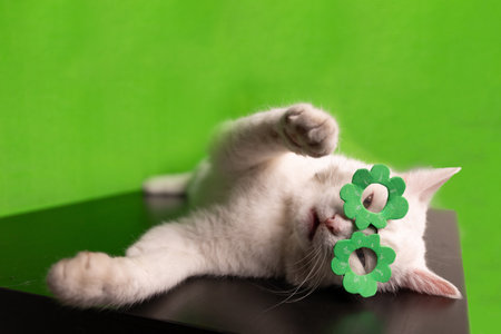 A funny white cat in glasses with green flowers posed amazingly on a table on a bright green background.の写真素材