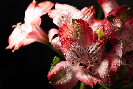 Alstroemeria bud taken at close range in beautiful lighting. High quality photoの写真素材