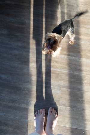 A cute dog joyfully interacts and plays in a sunlit room, casting long and playful shadows upon the floorの写真素材