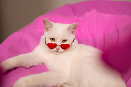 A cute white cat with heartshaped sunglasses relaxes against a bright pink background, perfect for...