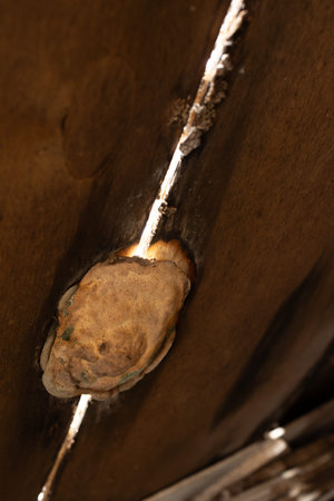 A close-up view reveals a fungus growing on damp wood, highlighting the effects of moisture. This...