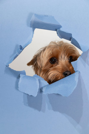 A Yorkshire terrier curiously looks through a torn section of blue paper, creating an engaging and...