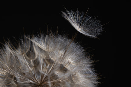 Soft, fluffy Tragopogon seeds float gracefully against a dark backdrop. The intricate details of each seed are highlighted, showcasing natures design in a moment of dispersal.の写真素材