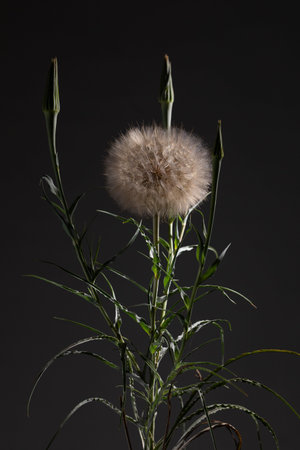 A fluffy tragopogon flower stands tall with green buds on either side. The delicate, dandelion-like head is prominent against a dark background, illuminated softly.の写真素材