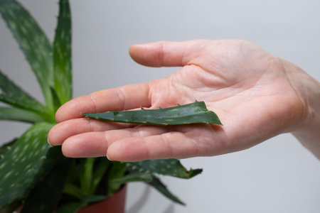 A hand is extended palm up, holding a small aloe vera leaf. In the background, a larger aloe vera plant is visible in a terracotta pot, set in a well-lit indoor environment.の写真素材