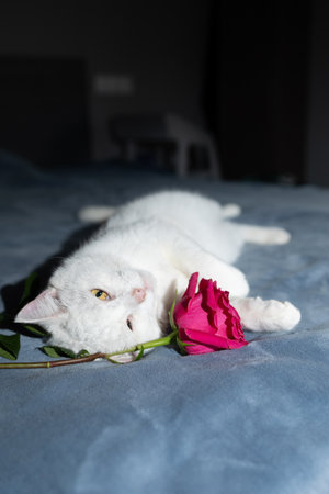A white cat relaxes on a soft blue surface, playfully draping a pink rose next to its body. Warm indoor lighting creates a cozy atmosphere, highlighting the cats gentle demeanor.の写真素材