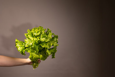 An arm is shown holding a vibrant green head of lettuce. The leafy greens are positioned against a simple neutral background, emphasizing the freshness of the produce.の写真素材