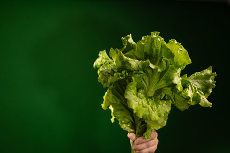 A hand holds a bunch of fresh, green lettuce against a dark green backdrop. The lettuce appears crisp and ready to eat.の写真素材