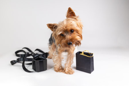 A small dog stands near black gift boxes and curling ribbons, looking curiously at the camera. This scene captures the fun and playful vibe of holiday shopping during Black Friday.の写真素材