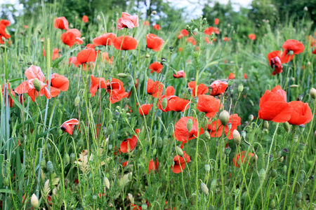 Red poppies on a meadowの写真素材