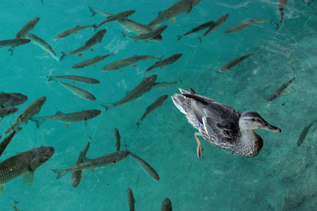 A duck and fishesの写真素材