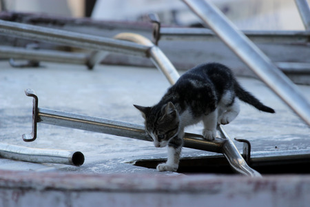Cat on the boatの写真素材