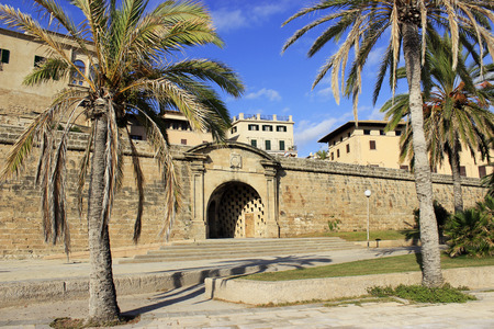 Palms in Palma de Mallorcaの写真素材