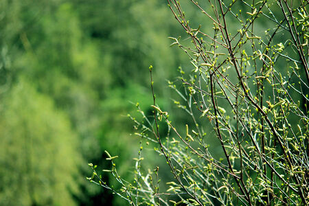 Green bushの写真素材