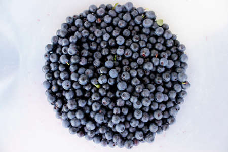 Blueberryの写真素材