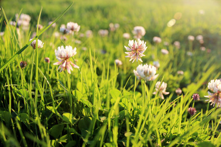 Meadow flowers at sunsetの写真素材