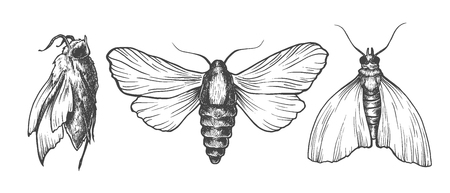 Hand drawn set of moths in different poses. Set of isolated vector insects illustrations. Black and white collection. Detailed realistic sketches. Ink, pen, linework.のイラスト素材