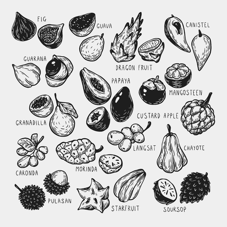 Set of hand drawn vector exotic fruits. Tropical fruits, vector collection. The most popular exotic plants. Dragon fruit, papaya, starfruit.のイラスト素材