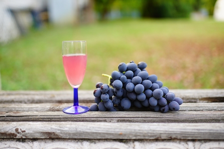 Big blue violet grapes, tasty grape bunch in the summer garden. beauty of a house, park. Round shape of berries, daylight illuminates plants. Horizontal banner textured new background. Conceptual ideaの写真素材