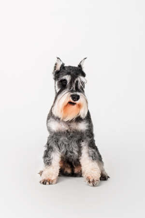 Miniature Schnauzer dog on the white backgroundの写真素材