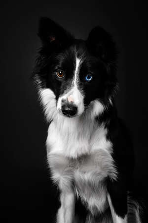 Border Collie dog on a black backgroundの写真素材