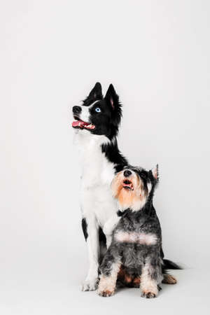Border Collie and miniature schnauzer dogs on a white backgroundの写真素材