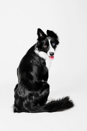 Border Collie dog portrait on a white backgroundの写真素材