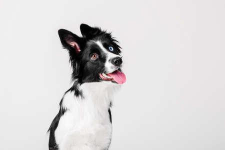 Border Collie dog portrait on a white backgroundの写真素材