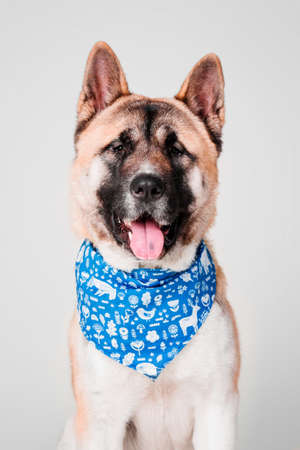 American Akita dog portrait isolated on white background in studioの写真素材