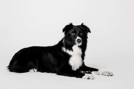 Border Collie dog portrait on a white backgroundの写真素材