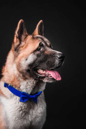 American akita dog on black background isolatedの写真素材